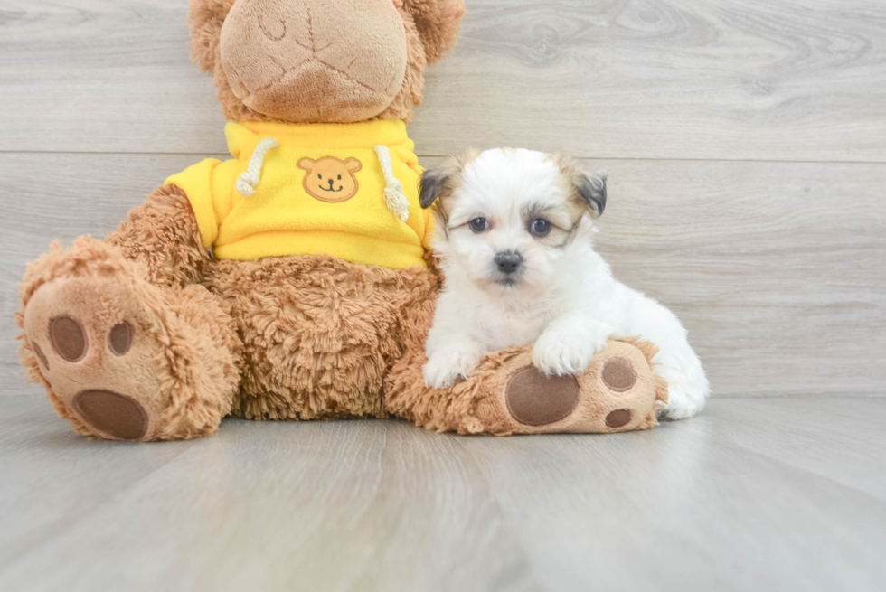 Popular Teddy Bear Designer Pup