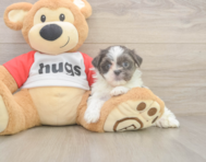 8 week old Teddy Bear Puppy For Sale - Puppy Love PR