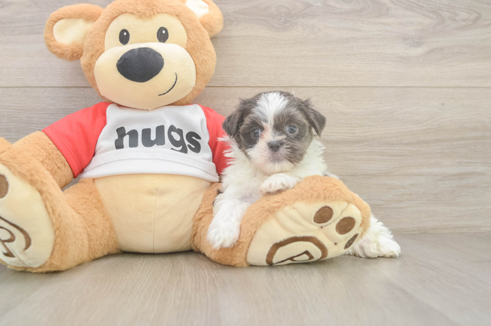 6 week old Teddy Bear Puppy For Sale - Puppy Love PR
