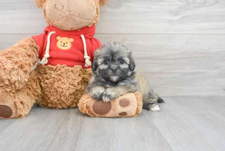 Meet Maddie - our Teddy Bear Puppy Photo 1/3 - Puppy Love PR Best Teddy Bear Baby