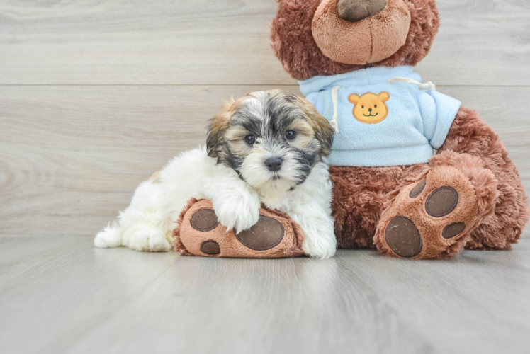 Teddy Bear Pup Being Cute