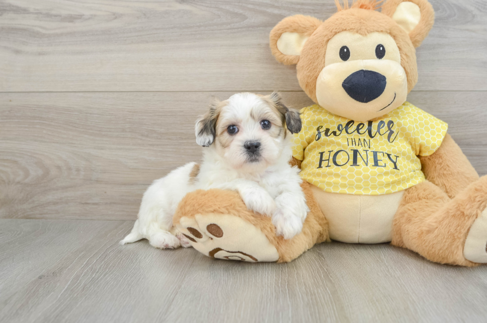 8 week old Teddy Bear Puppy For Sale - Puppy Love PR