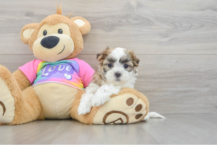Best Teddy Bear Baby