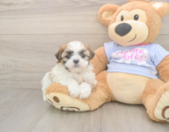 8 week old Teddy Bear Puppy For Sale - Puppy Love PR
