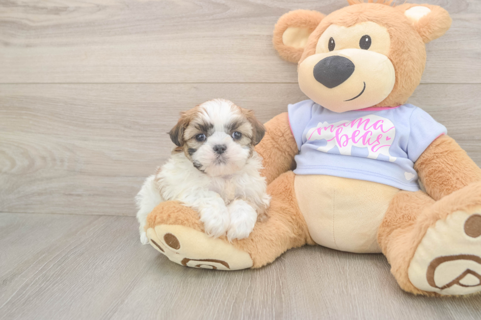 Meet Maddie - our Teddy Bear Puppy Photo  1/3 - Puppy Love PR Teddy Bear Puppy for Adoption