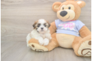 Meet Maddie - our Teddy Bear Puppy Photo  1/3 - Puppy Love PR Teddy Bear Puppy for Adoption
