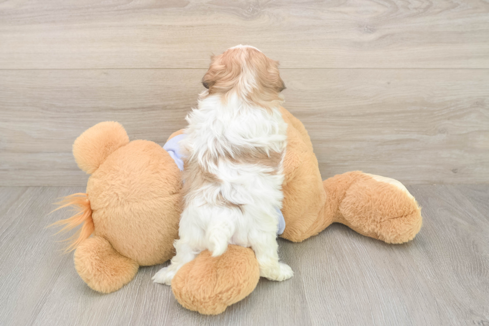 Meet Maddie - our Teddy Bear Puppy Photo  3/3 - Puppy Love PR Energetic Shichon Designer Puppy