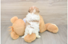 Meet Maddie - our Teddy Bear Puppy Photo  3/3 - Puppy Love PR Energetic Shichon Designer Puppy