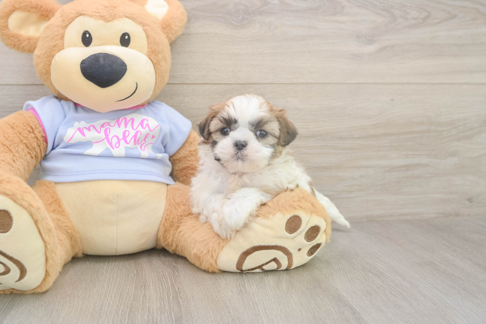Meet Maddie - our Teddy Bear Puppy Photo  2/3 - Puppy Love PR Teddy Bear Pup Being Cute