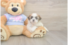 Meet Maddie - our Teddy Bear Puppy Photo  2/3 - Puppy Love PR Teddy Bear Pup Being Cute