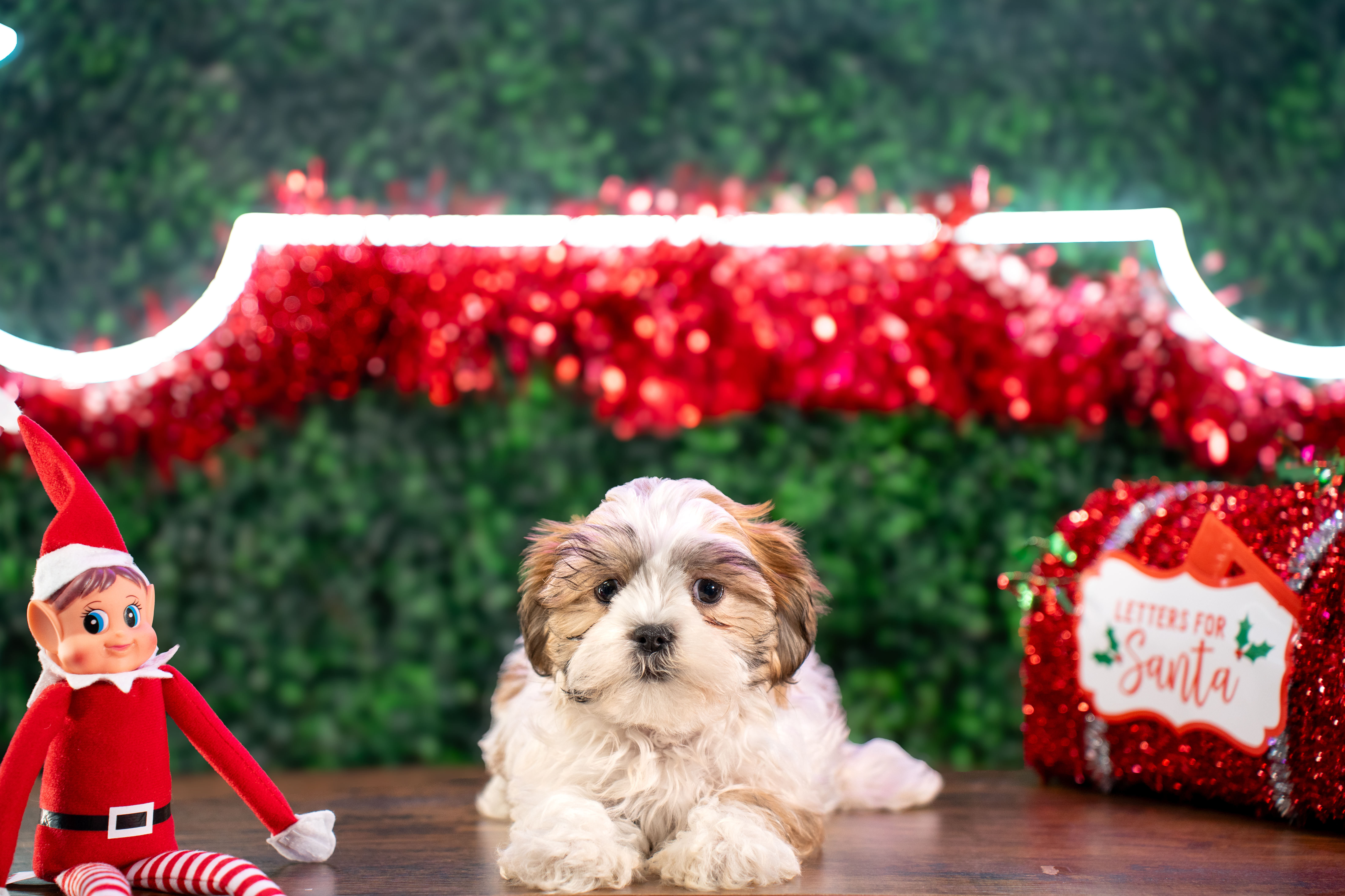 Teddy Bear Pup Being Cute