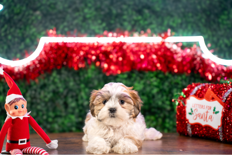 Teddy Bear Pup Being Cute