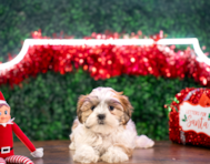 10 week old Teddy Bear Puppy For Sale - Puppy Love PR