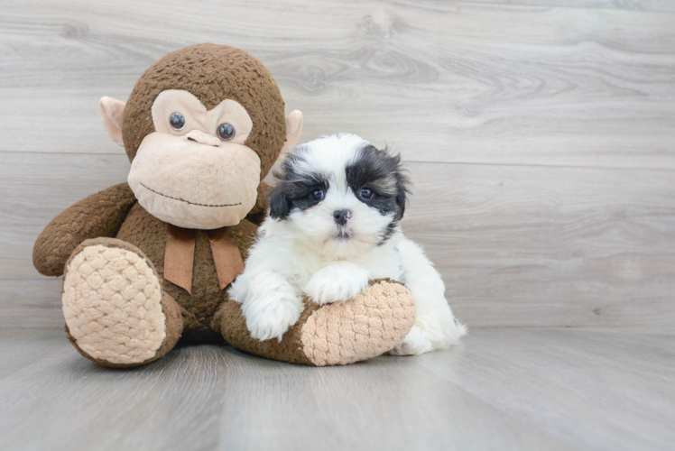 Teddy Bear Pup Being Cute