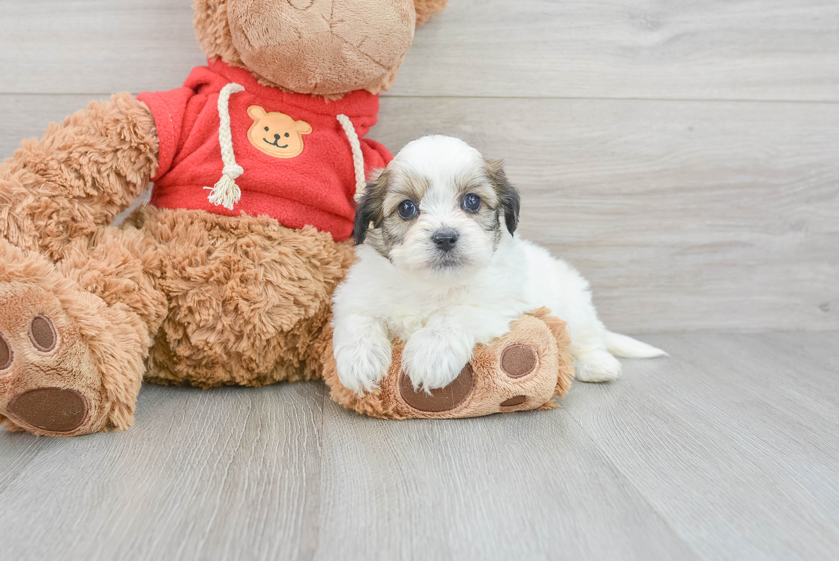 Premier pups best sale teddy bear