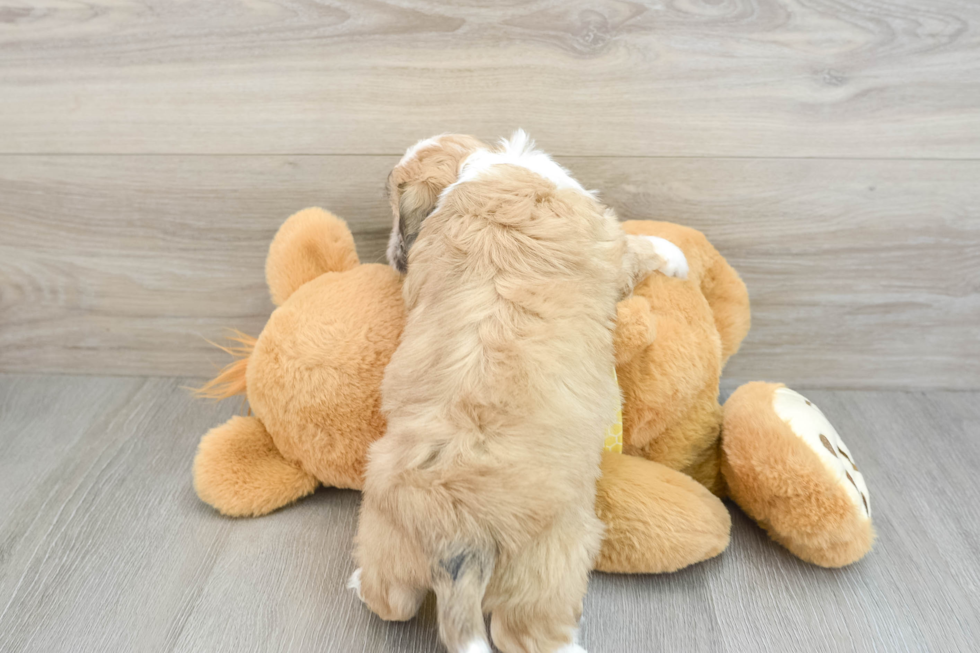 Happy Teddy Bear Baby