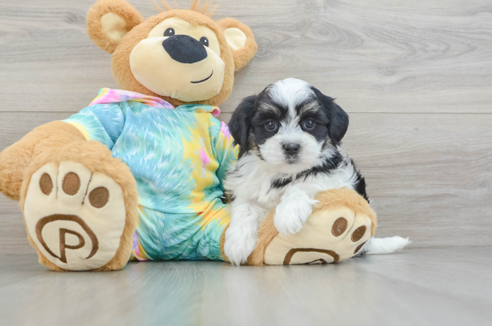 6 week old Teddy Bear Puppy For Sale - Puppy Love PR