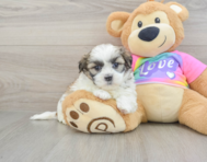 6 week old Teddy Bear Puppy For Sale - Puppy Love PR
