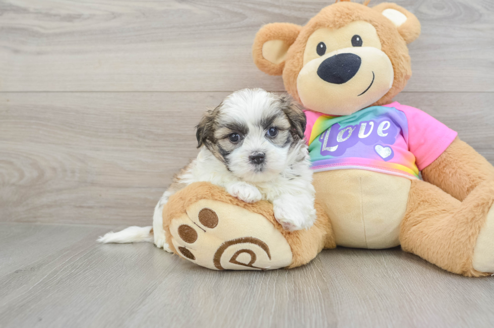 6 week old Teddy Bear Puppy For Sale - Puppy Love PR