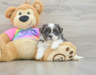 7 week old Teddy Bear Puppy For Sale - Puppy Love PR