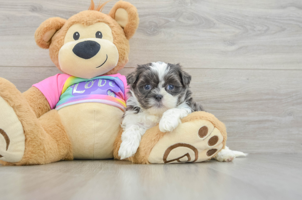 7 week old Teddy Bear Puppy For Sale - Puppy Love PR