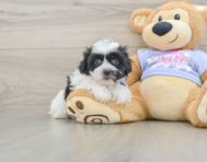 5 week old Teddy Bear Puppy For Sale - Puppy Love PR