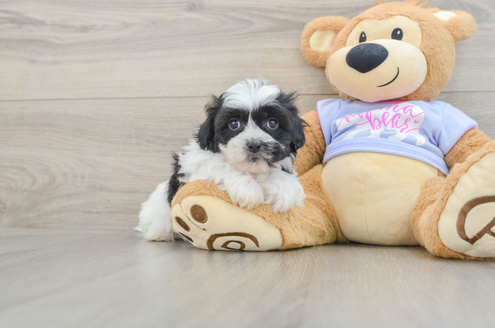 5 week old Teddy Bear Puppy For Sale - Puppy Love PR