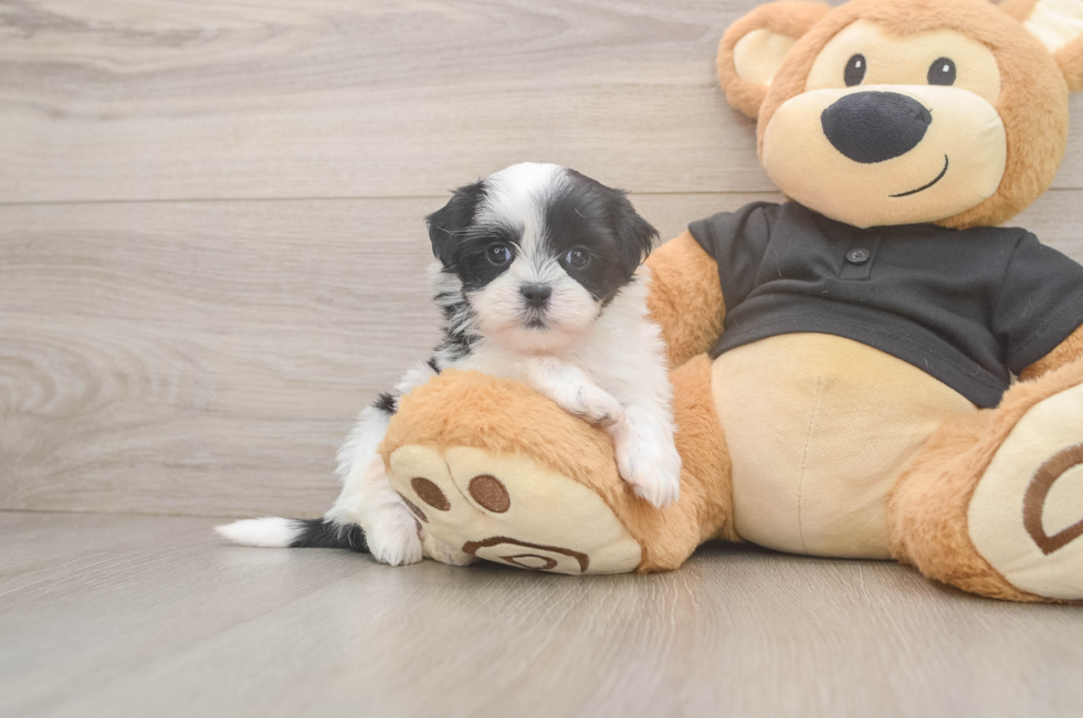 5 week old Teddy Bear Puppy For Sale - Puppy Love PR
