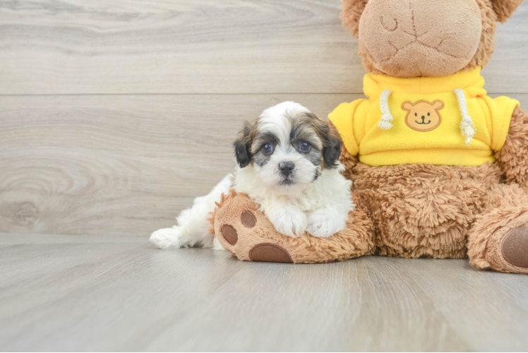 Petite Teddy Bear Designer Pup