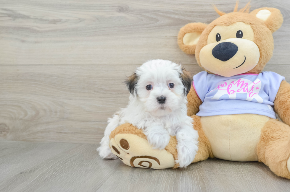 6 week old Teddy Bear Puppy For Sale - Puppy Love PR