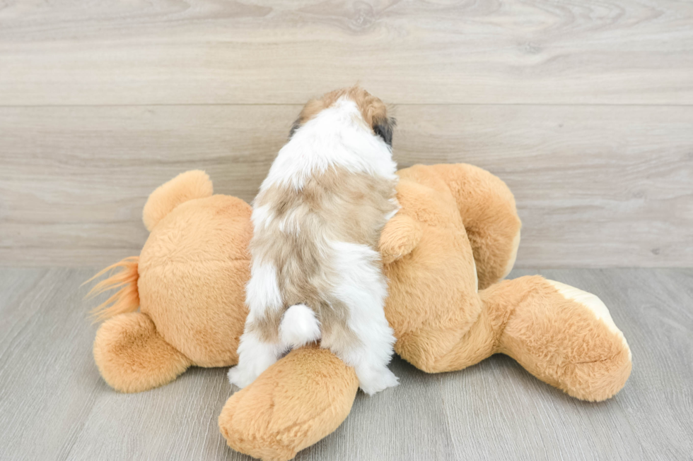 Teddy Bear Puppy for Adoption