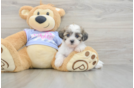 Teddy Bear Puppy for Adoption