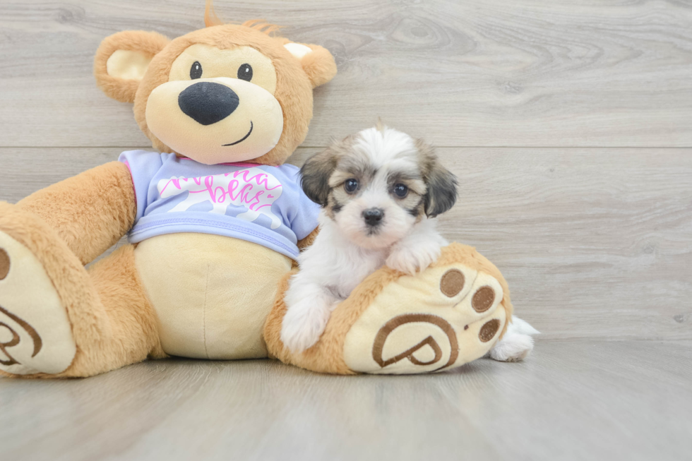 Teddy Bear Puppy for Adoption