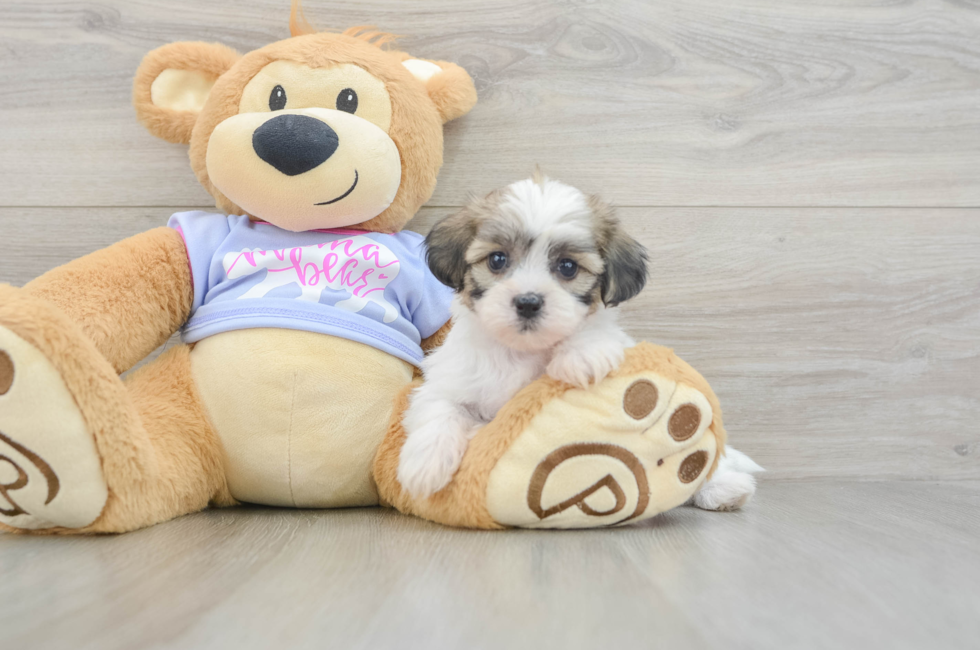 5 week old Teddy Bear Puppy For Sale - Puppy Love PR