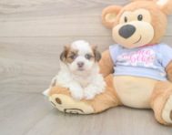 8 week old Teddy Bear Puppy For Sale - Puppy Love PR