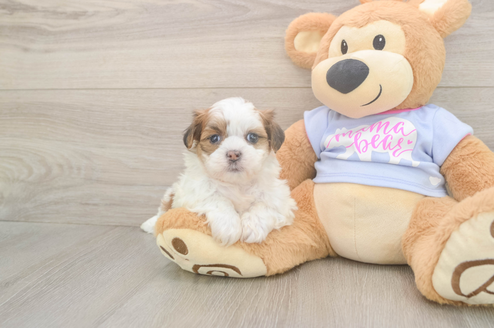 6 week old Teddy Bear Puppy For Sale - Puppy Love PR