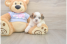 Best Teddy Bear Baby
