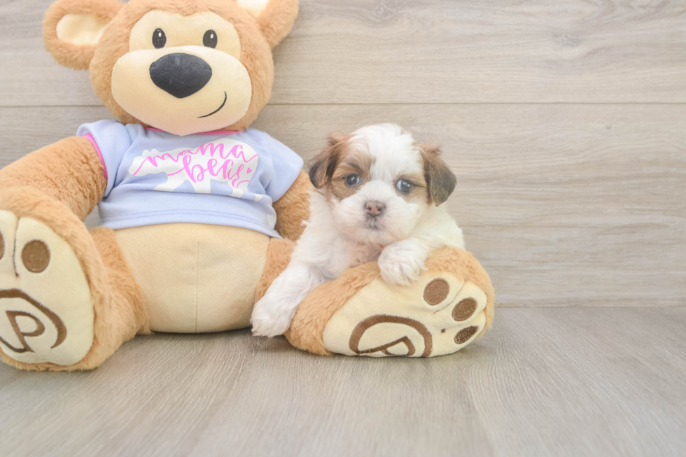 Best Teddy Bear Baby