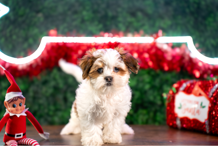 Best Teddy Bear Baby