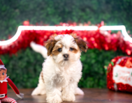 10 week old Teddy Bear Puppy For Sale - Puppy Love PR