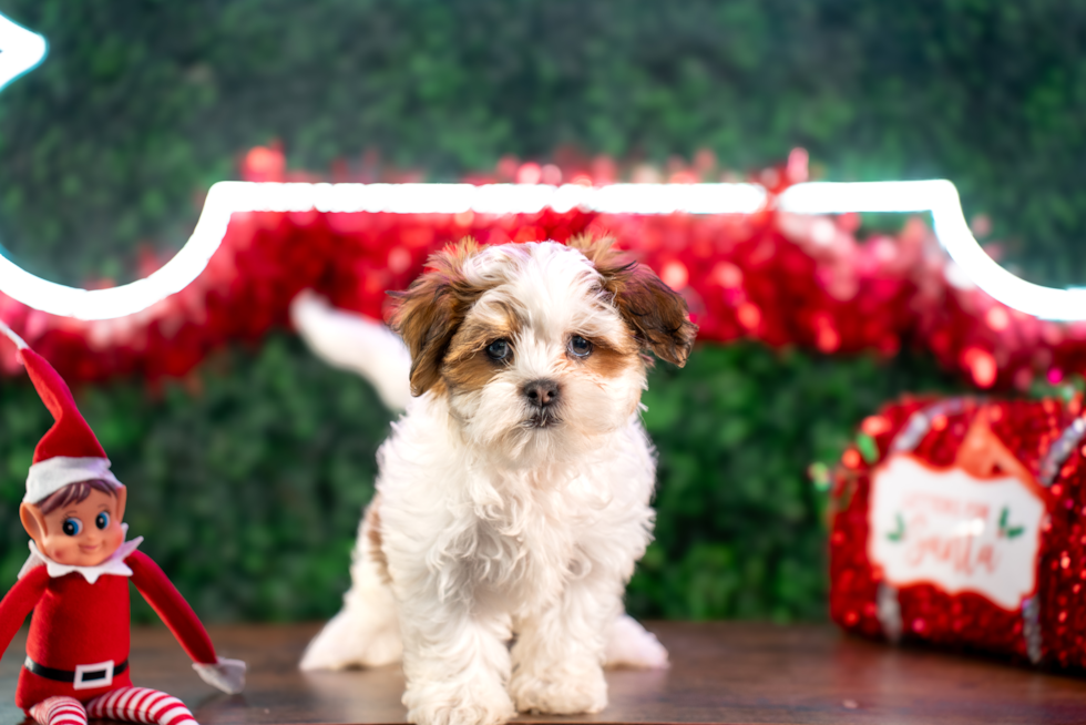 Best Teddy Bear Baby