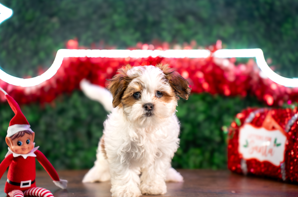 10 week old Teddy Bear Puppy For Sale - Puppy Love PR