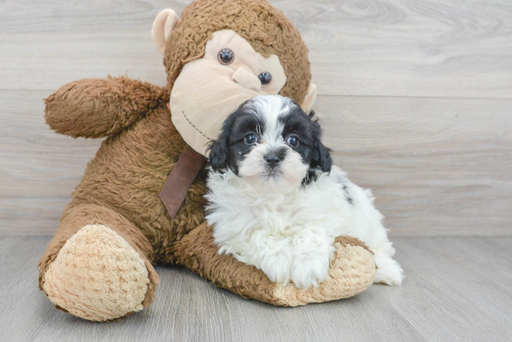 Meet Marcy - our Teddy Bear Puppy Photo 1/3 - Puppy Love PR Adorable Shi Chon Designer Puppy