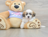 5 week old Teddy Bear Puppy For Sale - Puppy Love PR