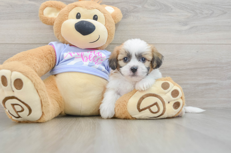 5 week old Teddy Bear Puppy For Sale - Puppy Love PR