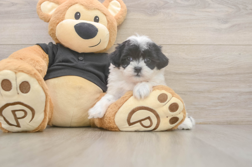 5 week old Teddy Bear Puppy For Sale - Puppy Love PR