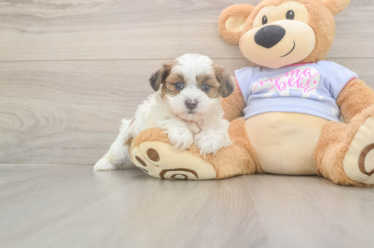 5 week old Teddy Bear Puppy For Sale - Puppy Love PR Friendly Teddy Bear Baby