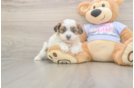 Meet Marty - our Teddy Bear Puppy Photo  1/3 - Puppy Love PR Friendly Teddy Bear Baby