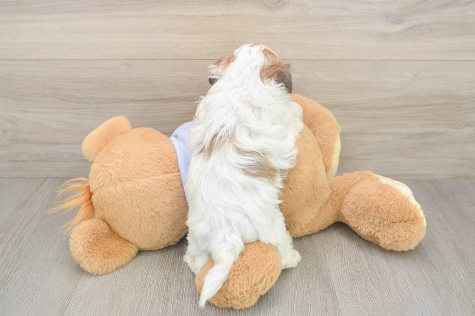 Meet Marty - our Teddy Bear Puppy Photo  3/3 - Puppy Love PR Best Teddy Bear Baby