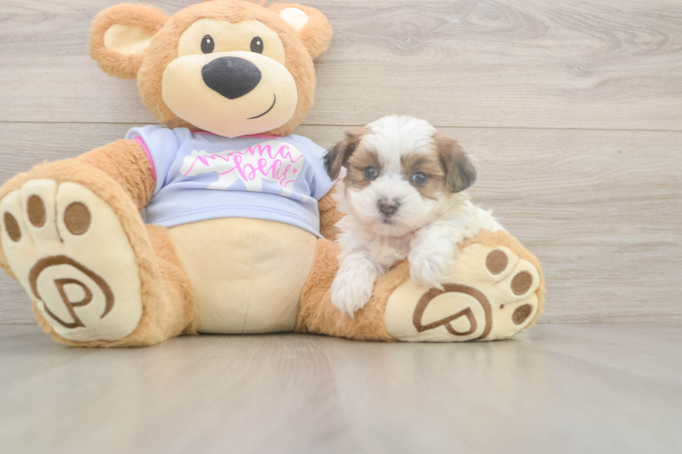 Meet Marty - our Teddy Bear Puppy Photo  2/3 - Puppy Love PR Teddy Bear Puppy for Adoption